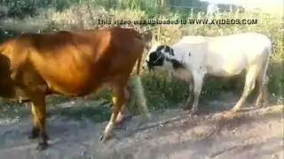 شهوة حيوانية xxx: إباحية الوحشية جامحة