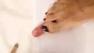 لحس ونكح العاهرات المغرورات